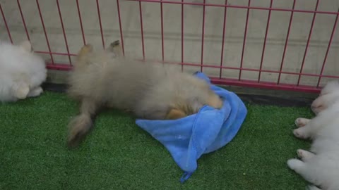 My Pomeranian Dogs Playing With Fun Blue Clothes