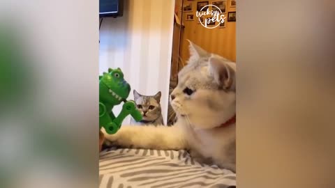 Funny Cats Reactions