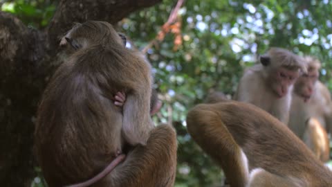 Baby Gorillas