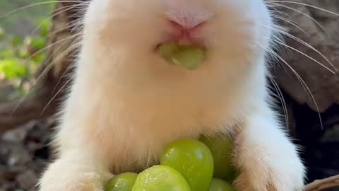 Bunny taste grapes 🍇