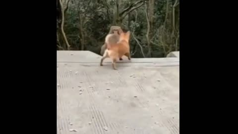 Dog vs Monkey Fight