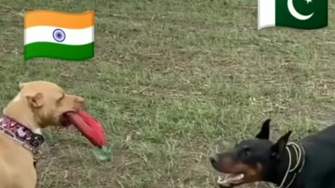 Indian Vs Pakistan video 🤣