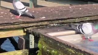 Pigeon trying to get some