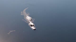 Calling a young aligator that lives in our pond at Venus Ranch in Venus, Florida