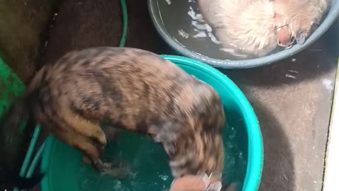 Happy Doggos During Bath Time