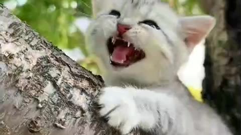 Kitten has cute voices