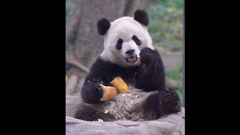 The bear cubs are playing so beautifully that they look like human cubs.A real sense of fun is had.