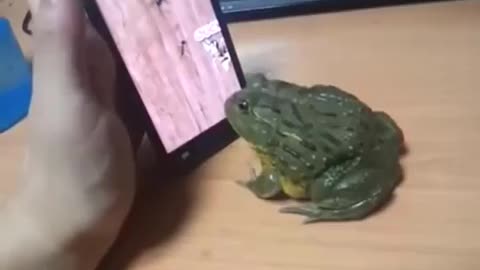 Frog trying to catch bugs on cell phone look what happened