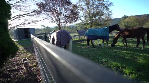 How To Care Your Horse , My Brother Learn How To Give Food To Her Horse #01