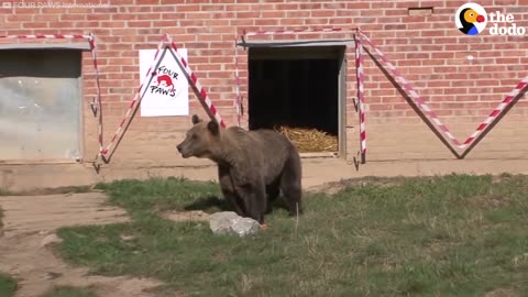 Bear Forced To Drink Beer All His Life Gets Rescued