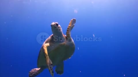 Sea Turtle Swimming