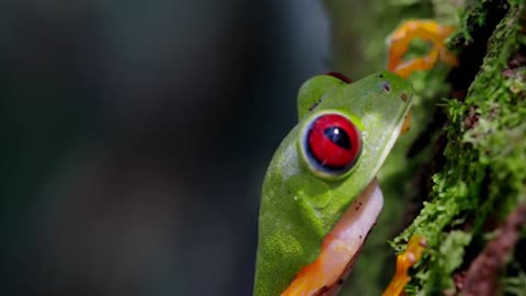 NOVA COSTA RICA IN 4K 60fps HDR (ULTRA HD)