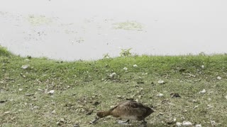 Cute babies ducks