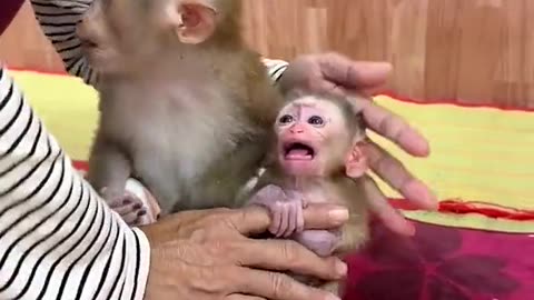 Monkey bibi Latest video