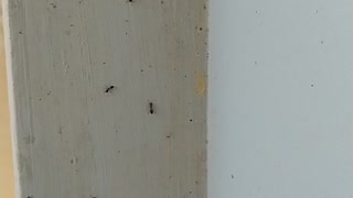 Busy ants