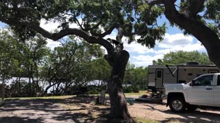 Amazing tree climbing doggy has no fear