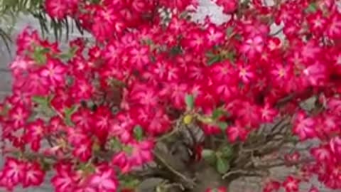 adenium obesum desert rose