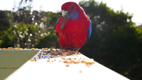 Wild bird eating the leftover seeds