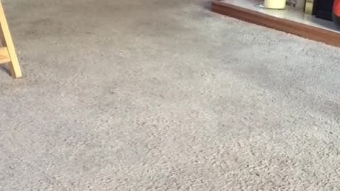 Rabbit Pet Wondering Around the House In Speed