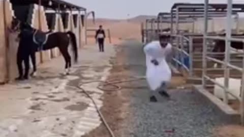 Horse funny Action And Reaction