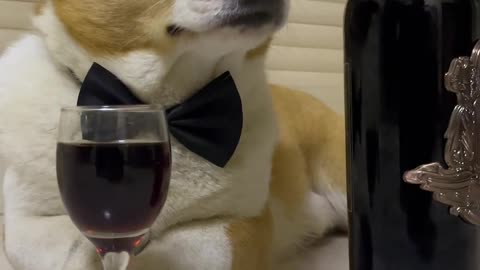 Elegance never goes out of style. Koji and his dog are drunk and cute