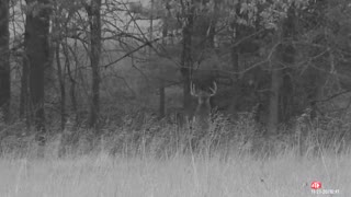 Missouri buck