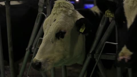 Cows on a farm. Dairy herd. Dairy production