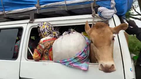 Have you ever seen a cow or cattle in a taxi watch for your self