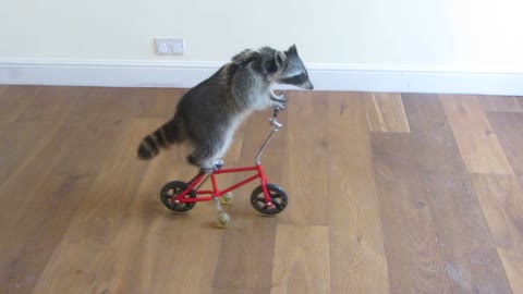 Raccoon Riding The Bike