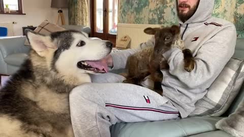 My Dog Meets A Baby Lamb & Falls In Love Instantly.