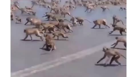 Dogs vs monkeys