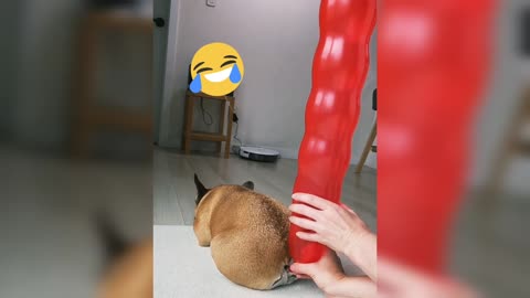 Funny dogs video 2022 | Funny Animals Reactions😂🤭