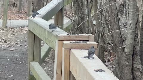 Birds enjoying some of my offerings 😊😊😍