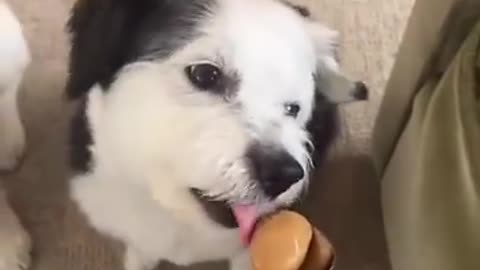 He almost ate the spoon 🤣