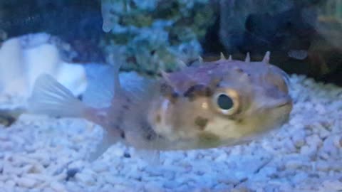 cute Blowfish