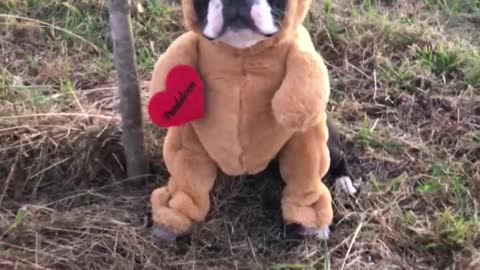 Adorable Pup Dressed Up