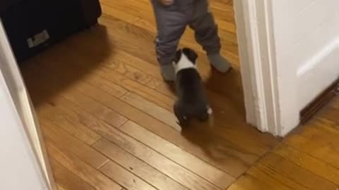 Baby has adorable reaction to new puppy addition