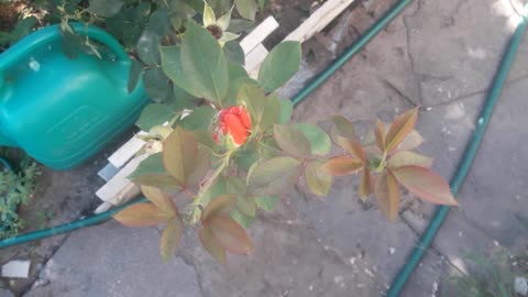 Small red rose bud