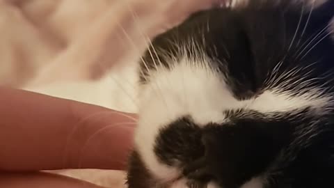 Sleepiest kitten in the world