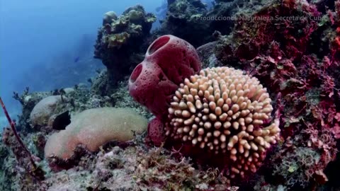 Sand dredging is 'sterilizing' ocean floor, UN warns