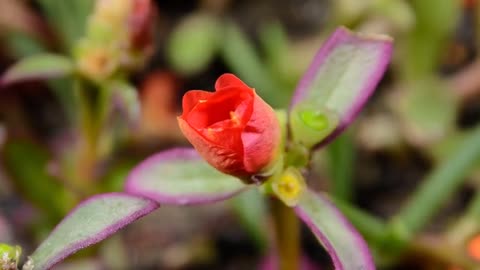 flower red rose blooming