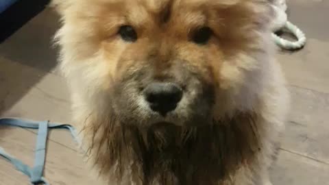 Chow puppy snacking on frozen blueberries