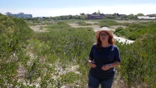 Cape Coastal Fynbos Conservation