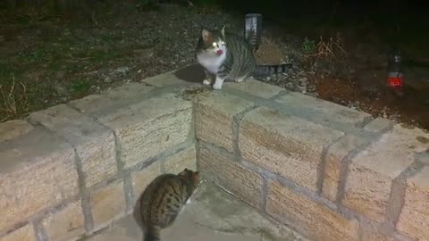 Cute kitten and street cat 😍