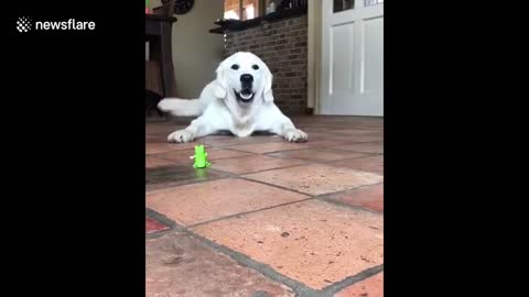 Golden Retriever VS toy frog