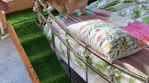 Dad Builds Ramp for Injured Doggy