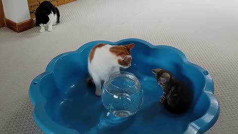 Cats & Kitten Reacts To Robo Fish