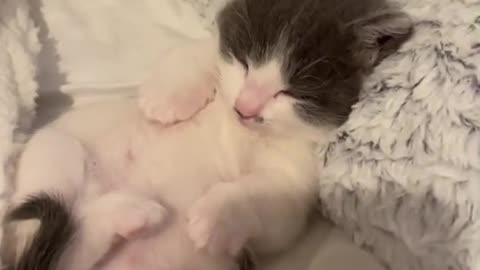 the kitten is too sleepy :)