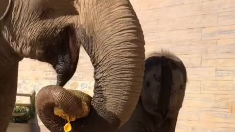 The elephant mother grabs food from the child