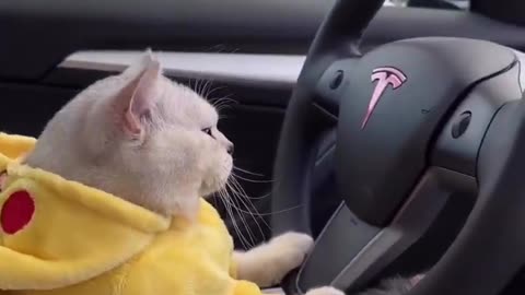 Cat drive a Car 🚗 Funny video 😂🤣 #shorts #shortvideo